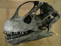 A Camarasaurus skull cast showing how the teeth looked. 